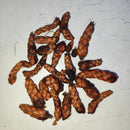 Oxalis Triangularis Butterfly Flower Bulb