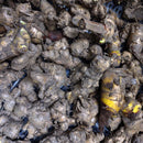 Shampoo Ginger Lily Flower Bulb