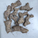 Crepe Ginger Lily Flower Bulb