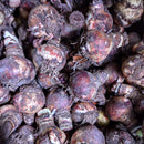 Amaryllis Lily Double Petal Any Color Flower Bulb