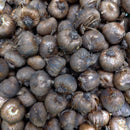 Crocus vernus Flower Record Dutch Crocus Color Flower Bulb