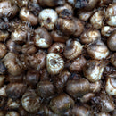 Crocus Vernus Jeanne D'Arc Dutch Crocus Color Flower Bulb