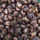 Crocus vernus Dutch Crocus Any Color Flower Bulb