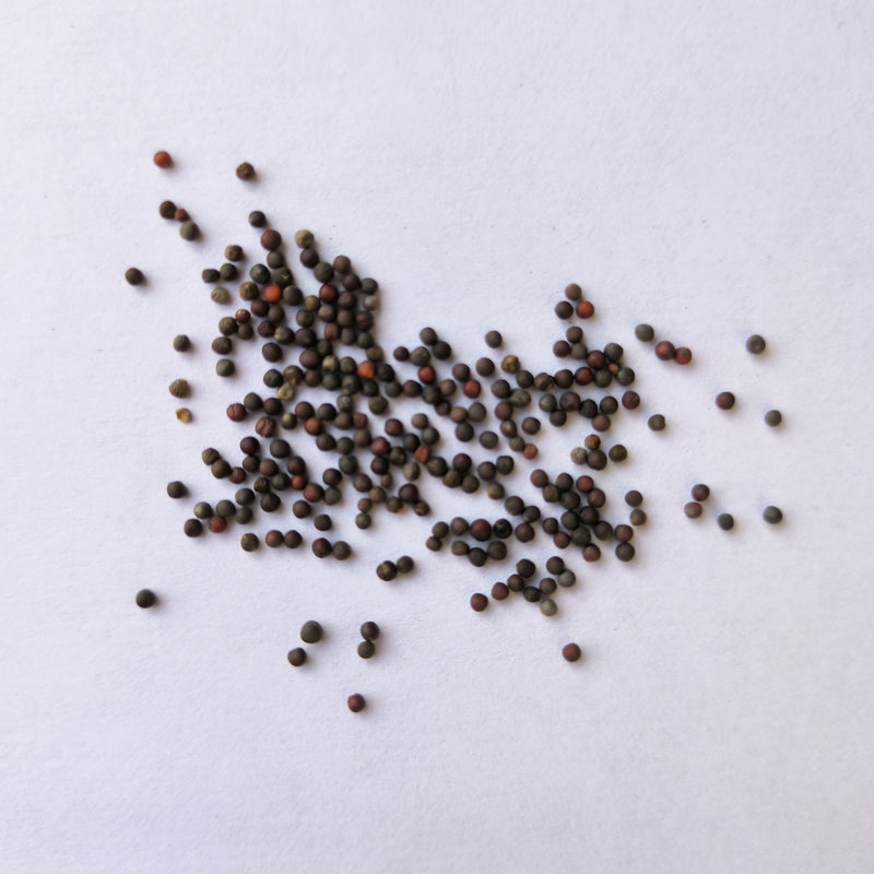 Tatsoi Asian Green | Herb Seeds