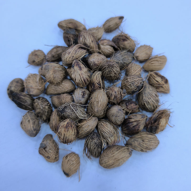 areca palm tree seeds Areca Palm Seeds