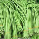 Singra Mongra | Vegetable Seeds