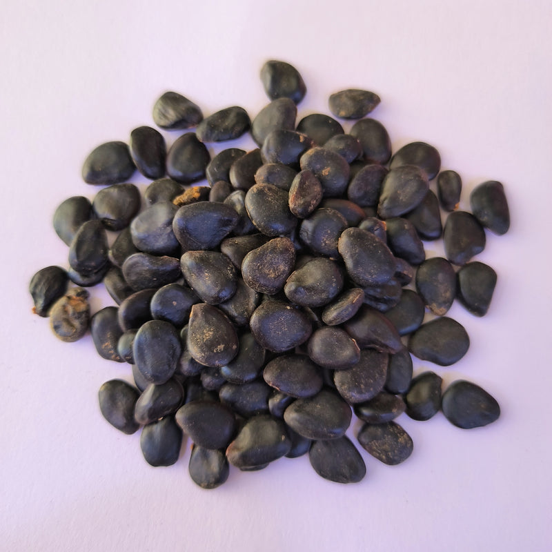 jungle plant seeds Jungle Jalebi Seeds