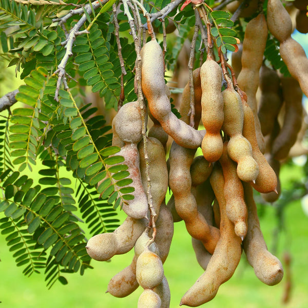 Imli Tamarind Fruit Plant Seeds | Fruit Plant Seeds