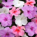 Impatiens Baby Mixed Color Flower Seeds