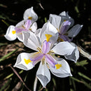 Iris Butterfly Flower Bulb