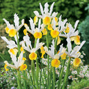Iris Dutch Apollo Flower Bulb