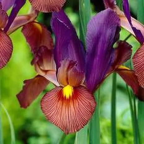 Iris Dutch Eye of the Tiger Bulb