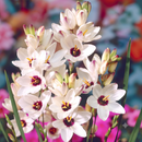 Ixia Hogarth Colour Flower Bulbs