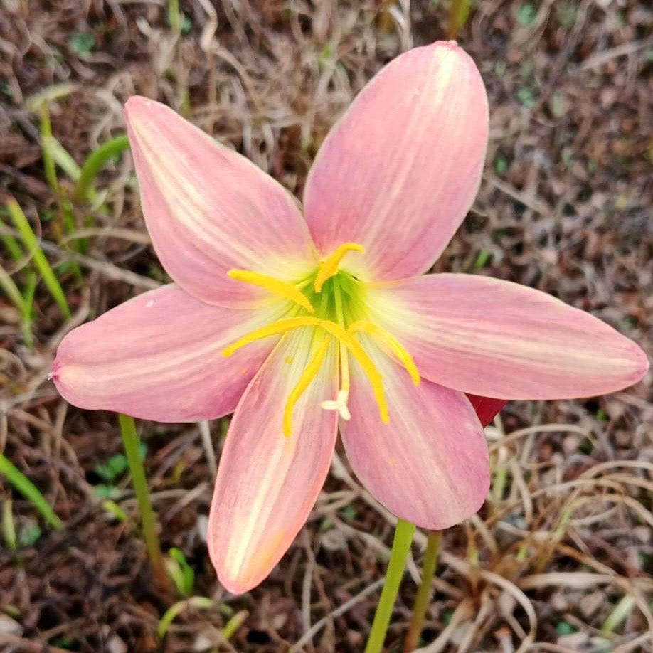 Java Rain Lily Zephyranthes Flower Bulbs