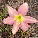 Java Rain Lily Zephyranthes Flower Bulbs