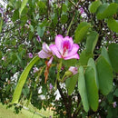 Kachnar Bauhinia Acuminata Red Flower Seeds | Flower Tree Seeds