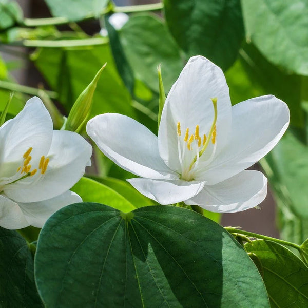 Kachnar Bauhinia Acuminata White Flower Seeds | Flower Tree Seeds