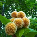 Kadamba Burflower Tree Seeds