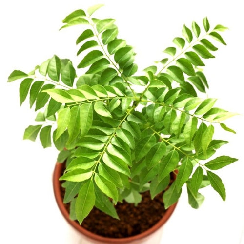 Curry Leaves Kadi Patta Seeds | Herb Seeds