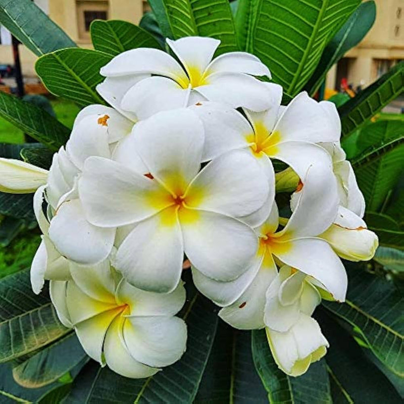 Kanak Champa Flower Seeds | Flower Tree Seeds