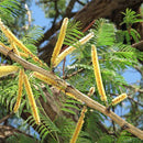 Khair Acacia Catechu | Kattha Plant Seeds