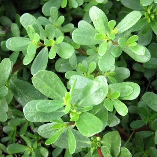 Kulfa Saag Seed | Vegetable Seeds