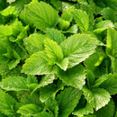 Lemon Balm Herb Seeds