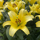 Lilium Yelloween Oriental Lily | Flower Bulb