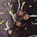 Lilium Starfighter Oriental Lily | Flower Bulb