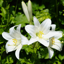Asiatic Lily Lilium Bulbs White Color | Flower Bulb