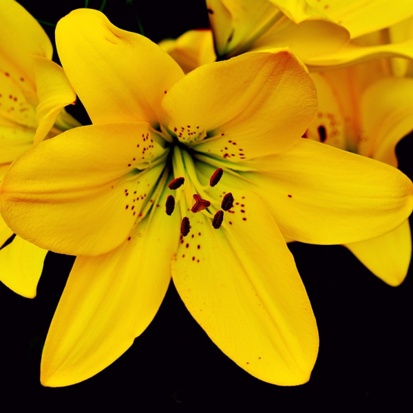 Lilium Asiatic Yellow Color Flower Bulb