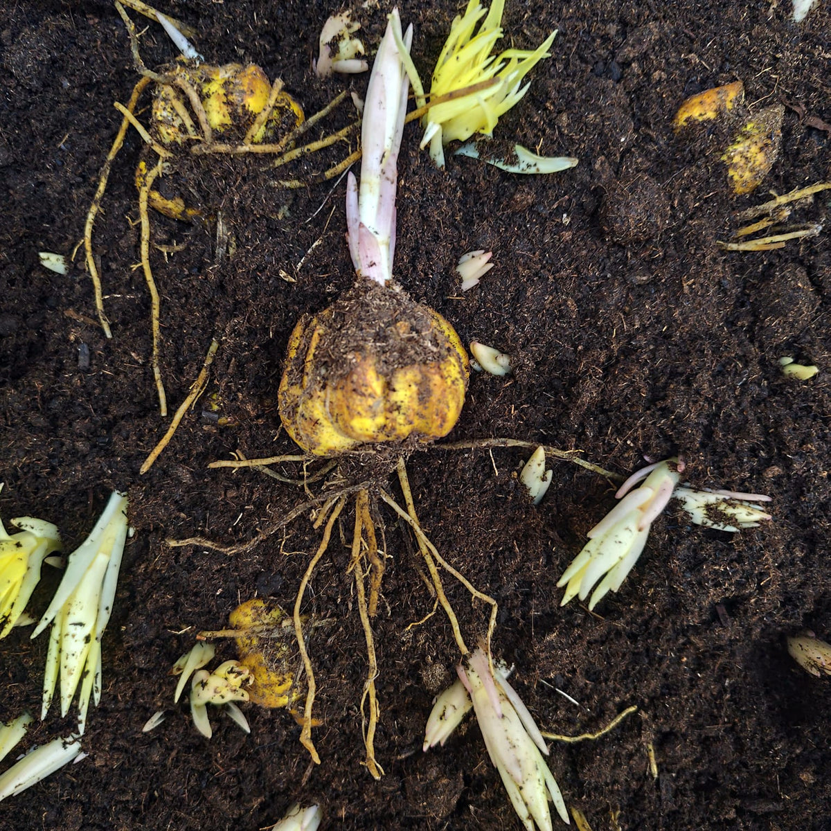 yellow asiatic lily bulbs Lilium Yelloween Oriental Lily