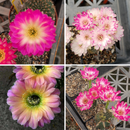 Lobivia Colourful Mix Cactus Seeds