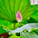 Lotus Flower Seeds | Lotus Plant Seeds