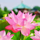 Lotus Flower Seeds | Lotus Plant Seeds