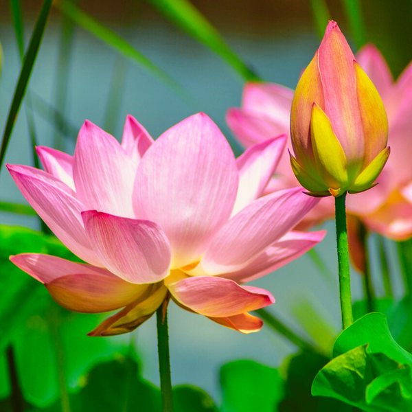 Lotus Pink Flower Seeds | Water Lily (Set of 5 Seeds)
