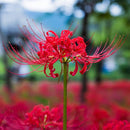 Lycoris Red Color Flower Bulb