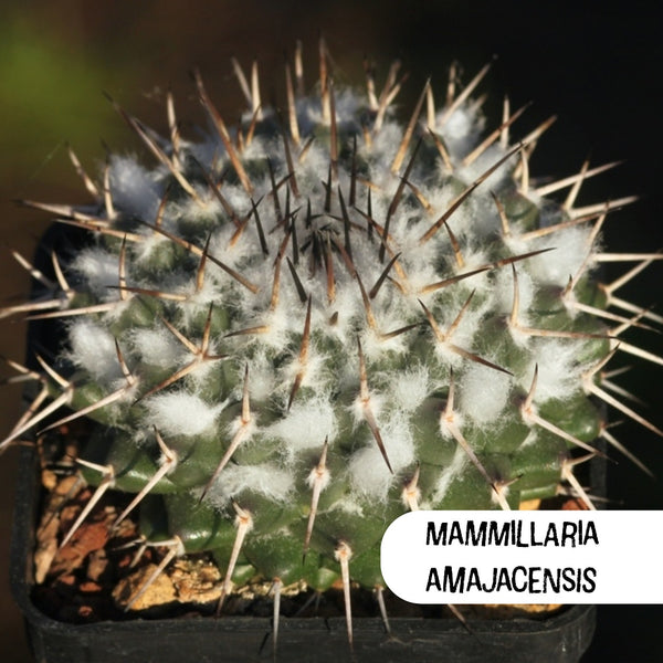 Mammillaria Amajacensis Cactus Seeds