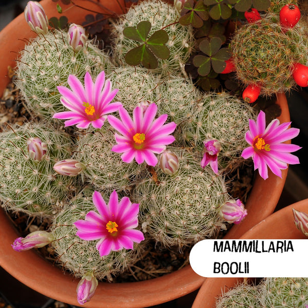 Mammillaria Boolii Cactus Seeds