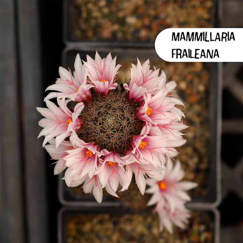 Mammillaria Fraileana Cactus Seeds