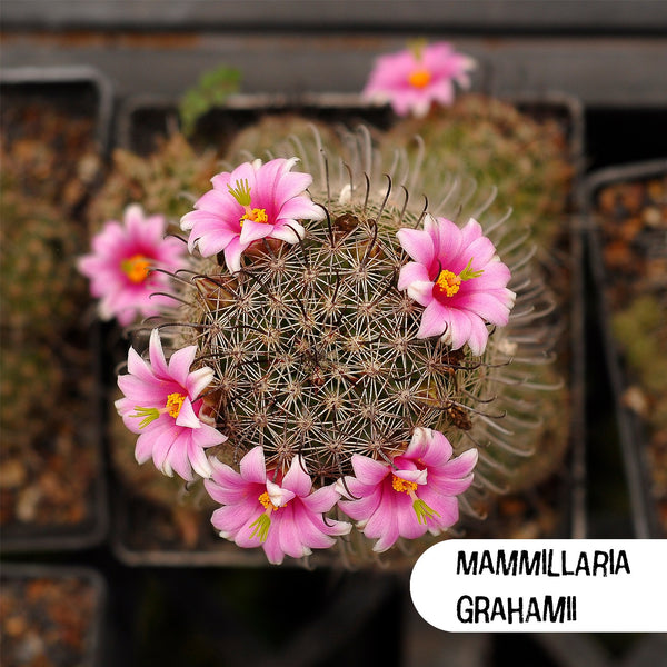 Mammillaria Grahamii Cactus Seeds