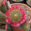 Mammillaria Polythele Cactus Seeds