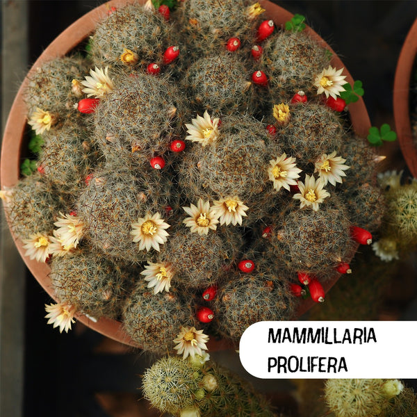 Mammillaria Prolifera Cactus Seeds