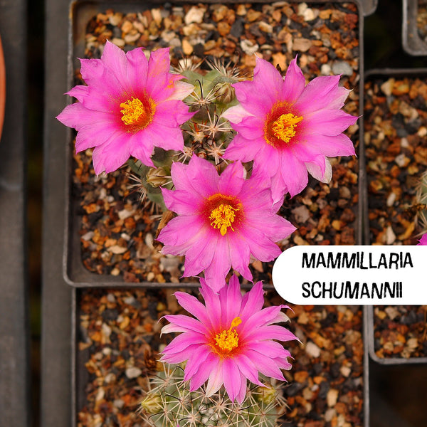 Mammillaria Schumannii Cactus Seeds