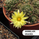 Mammillaria Sphaerica Cactus Seeds