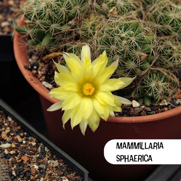 Mammillaria Sphaerica Cactus Seeds