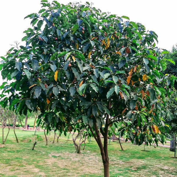 Maulsari Borsalli Plant Seeds