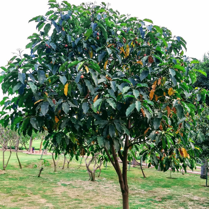Maulsari Borsalli Plant Seeds