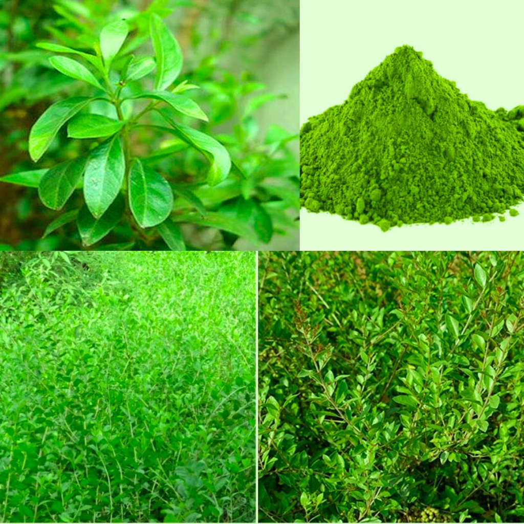 mehndi plant seeds Henna Mehandi Plant Seeds