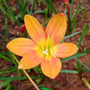 Moon Stone Rain Lily Zephyranthes Flower Bulbs